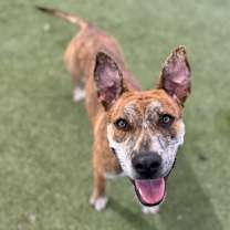 adopt-pet