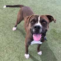 adopt-pet