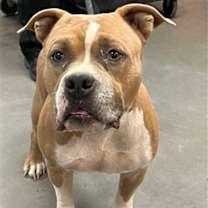 adopt-pet
