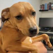 Thumbnail photo of Rosa #1