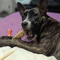 Thumbnail photo of Jasmine KA #3