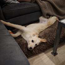 adopt-pet