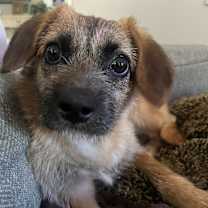 adopt-pet