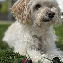 adopt-pet
