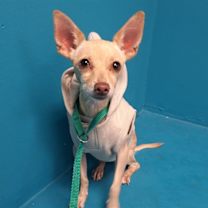 adopt-pet