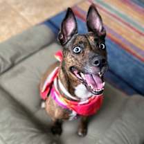 adopt-pet