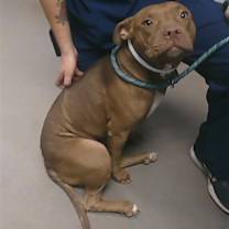 adopt-pet