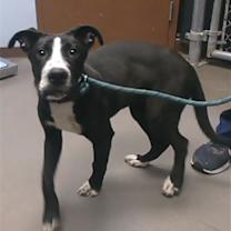 adopt-pet