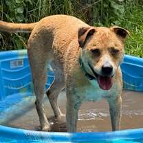 Thumbnail photo of Anglican #3