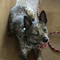 adopt-pet