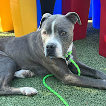 adopt-pet