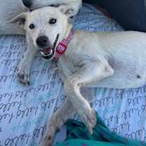 adopt-pet
