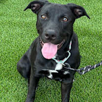 adopt-pet