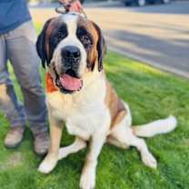 Thumbnail photo of Napoleon #2