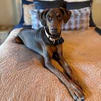 adopt-pet