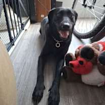 adopt-pet
