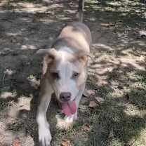 Thumbnail photo of Honeycomb #2