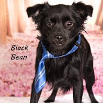 adopt-pet