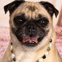 adopt-pet