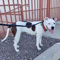 adopt-pet