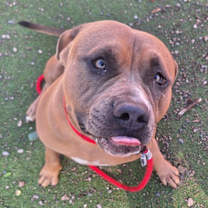 adopt-pet