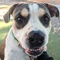 adopt-pet