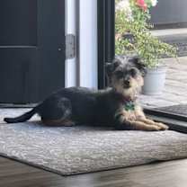 adopt-pet