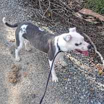 Thumbnail photo of Snowflake #2