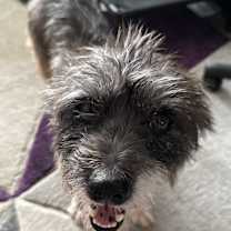 adopt-pet