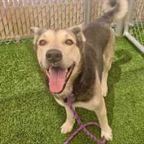 adopt-pet