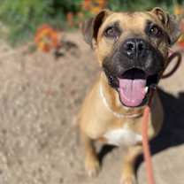 adopt-pet