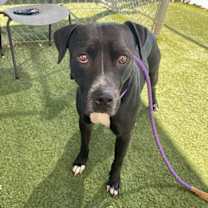adopt-pet