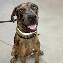 adopt-pet