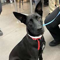 adopt-pet