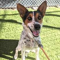 adopt-pet