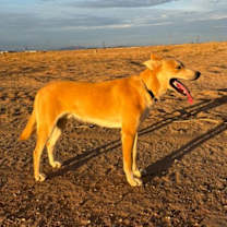 adopt-pet