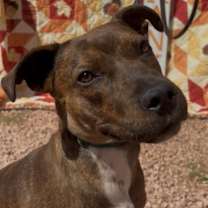 adopt-pet