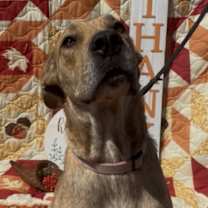 adopt-pet