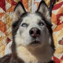 adopt-pet