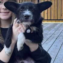 adopt-pet