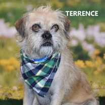 adopt-pet