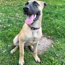 adopt-pet