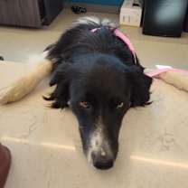 adopt-pet