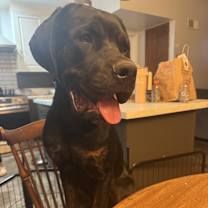 Thumbnail photo of Bailey #2