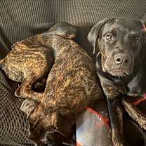 Thumbnail photo of Bailey #3