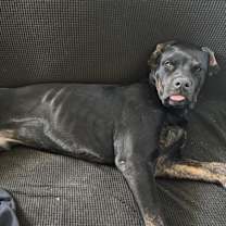 Thumbnail photo of Bailey #4