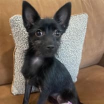 Thumbnail photo of PENELOPE #4