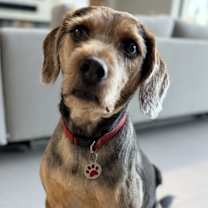 Thumbnail photo of Benny #2