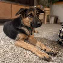 Thumbnail photo of Mr. Bones #1