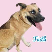adopt-pet